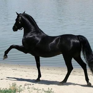 Meet your Posher, Faisal